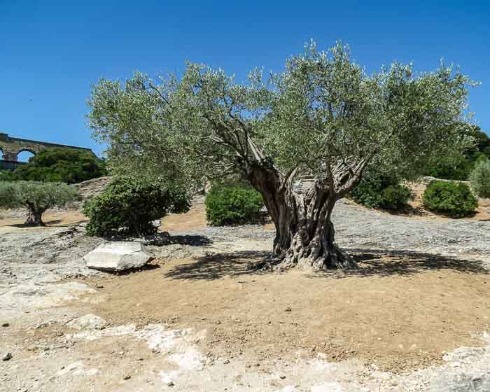 Pont du Gard olive tree