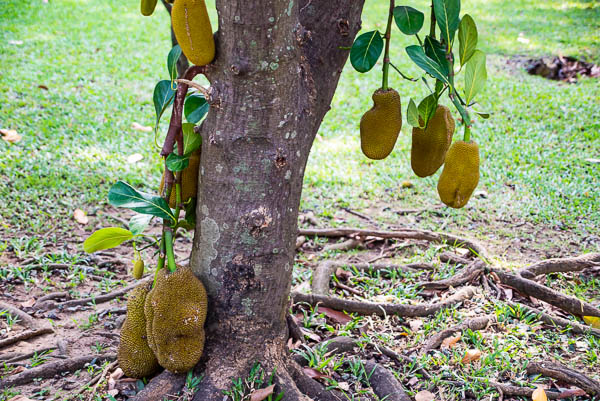 Durian on a tree