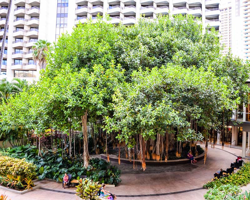 Hale Koa Hotel Banyan Tree